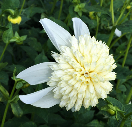 Dahlia Platinum Blonde
